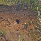 Mein erster Bienenfresser.....Doku