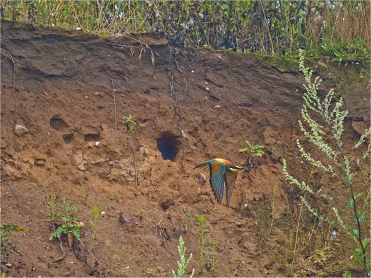 Mein erster Bienenfresser.....Doku