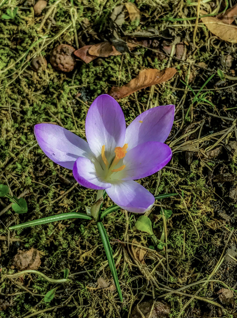 Mein erster blauer Krokus