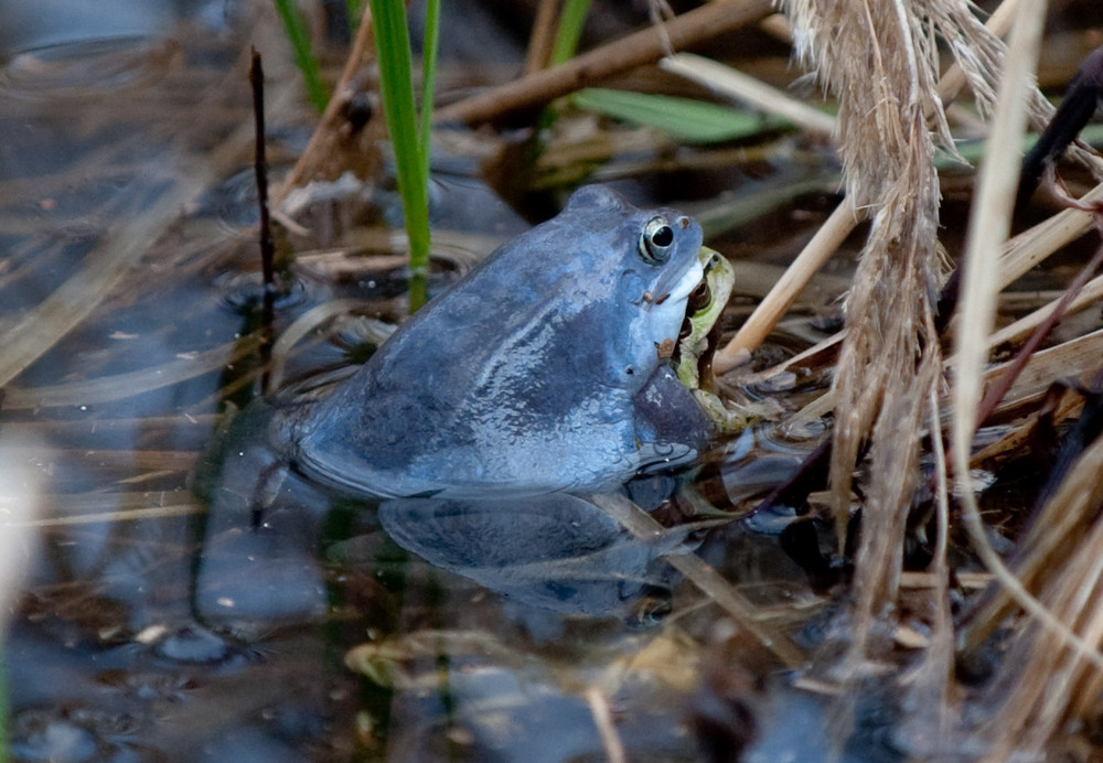 Mein erster blauer Moorfrosch