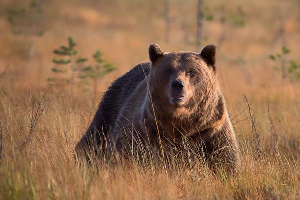 Mein erster Braunbär