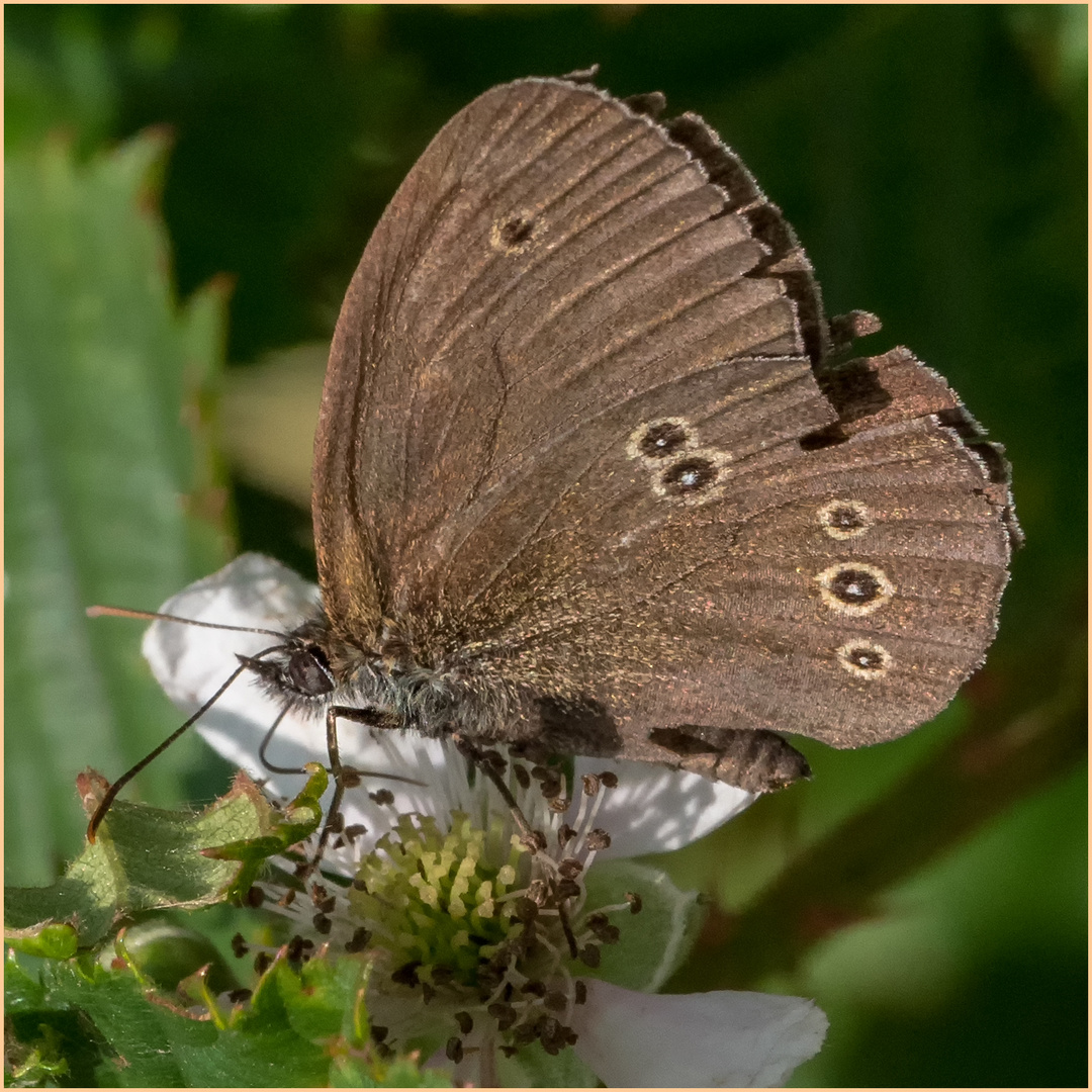 mein erster Brauner Waldvogel (Aphantopus hyperantus) 