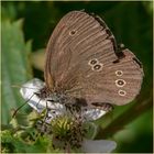 mein erster Brauner Waldvogel (Aphantopus hyperantus) 