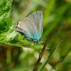 Mein erster Brombeerzipfelfalter