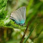 Mein erster Brombeerzipfelfalter