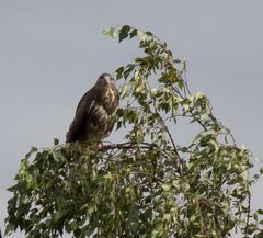 Mein erster Bussard