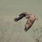 mein erster Bussard II