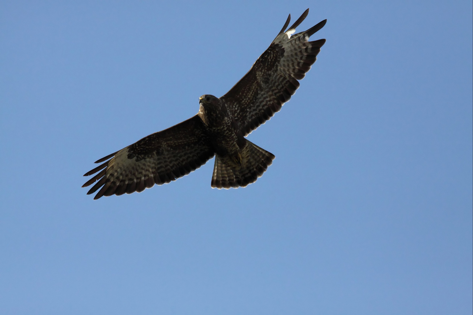 mein erster Bussard in groß