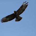 mein erster Bussard in groß