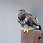 Mein erster Bussard überhaupt