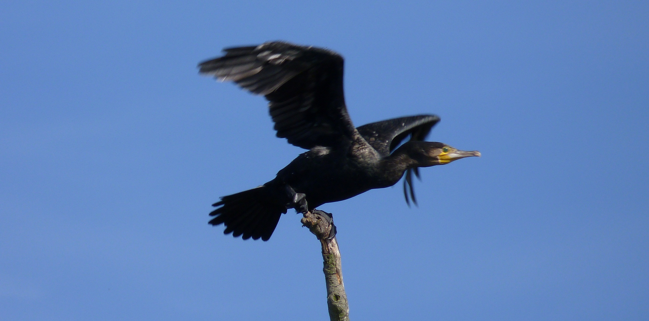 mein erster Cormoran