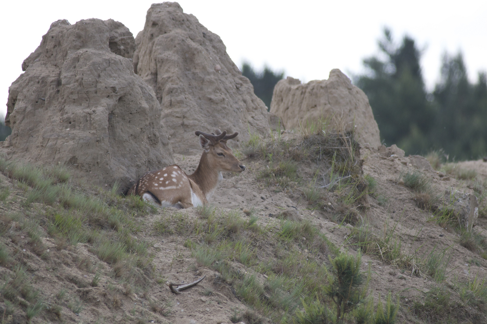 Mein erster Damhirsch/Wildpark Glauer Tal