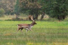 Mein erster Dammwildhirsch