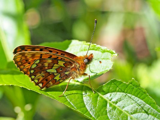Mein erster Edelfalter dieses Jahr ...