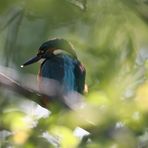 Mein erster Eisvogel.....