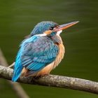 Mein erster Eisvogel