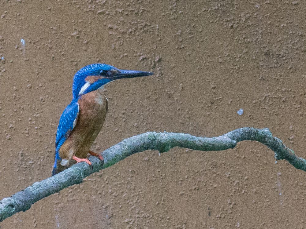 Mein erster Eisvogel