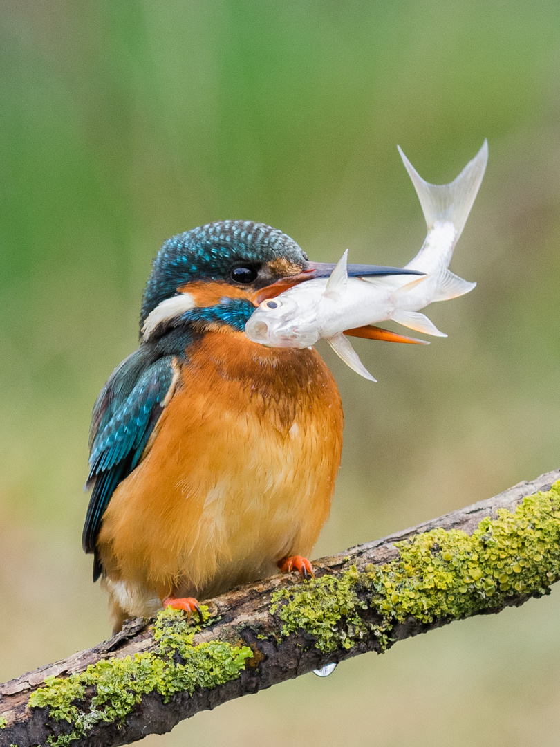 Mein erster Eisvogel