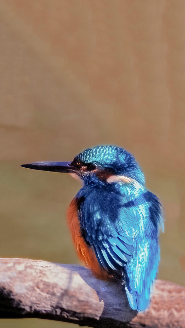 Mein erster Eisvogel