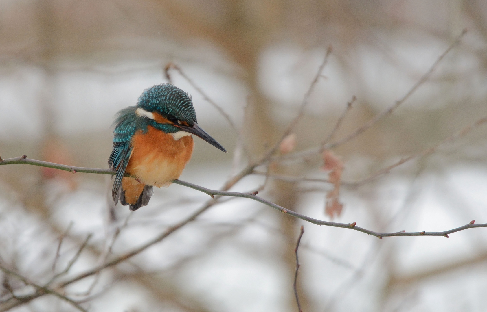 mein erster Eisvogel...