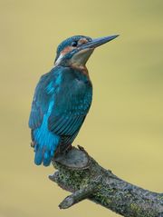 mein erster Eisvogel