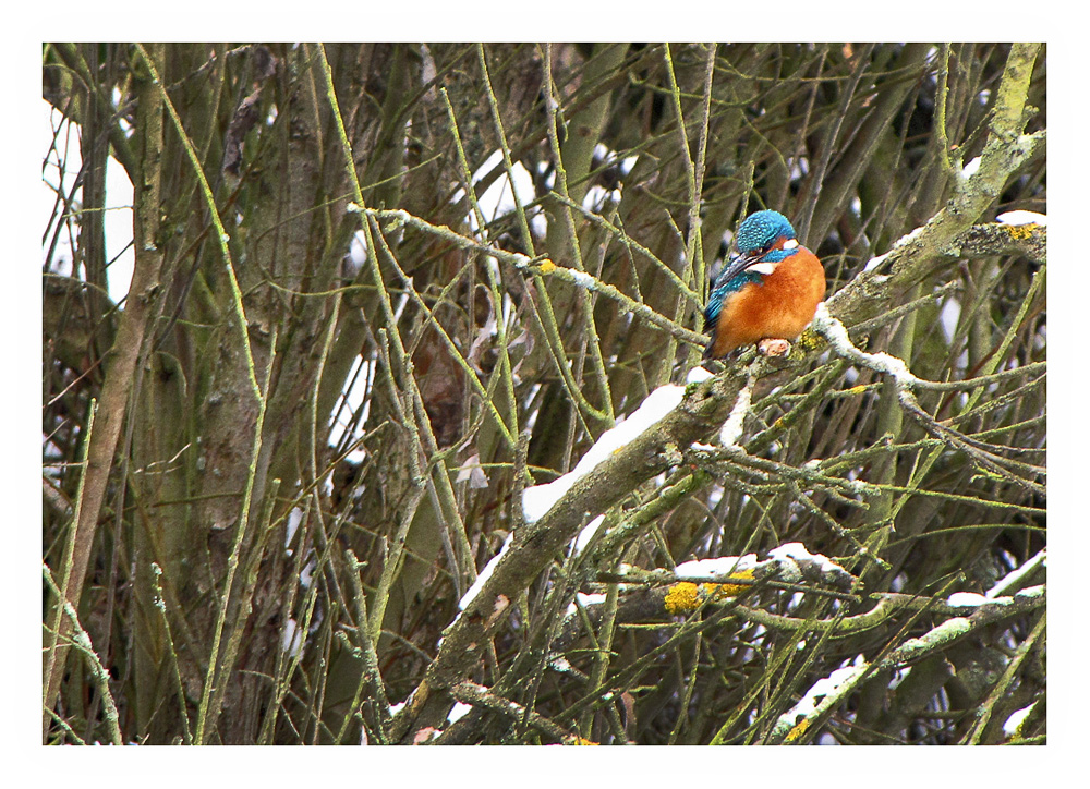 mein erster Eisvogel