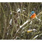 mein erster Eisvogel