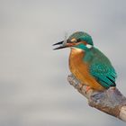 Mein erster Eisvogel