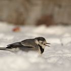 Mein erster "Eisvogel"!