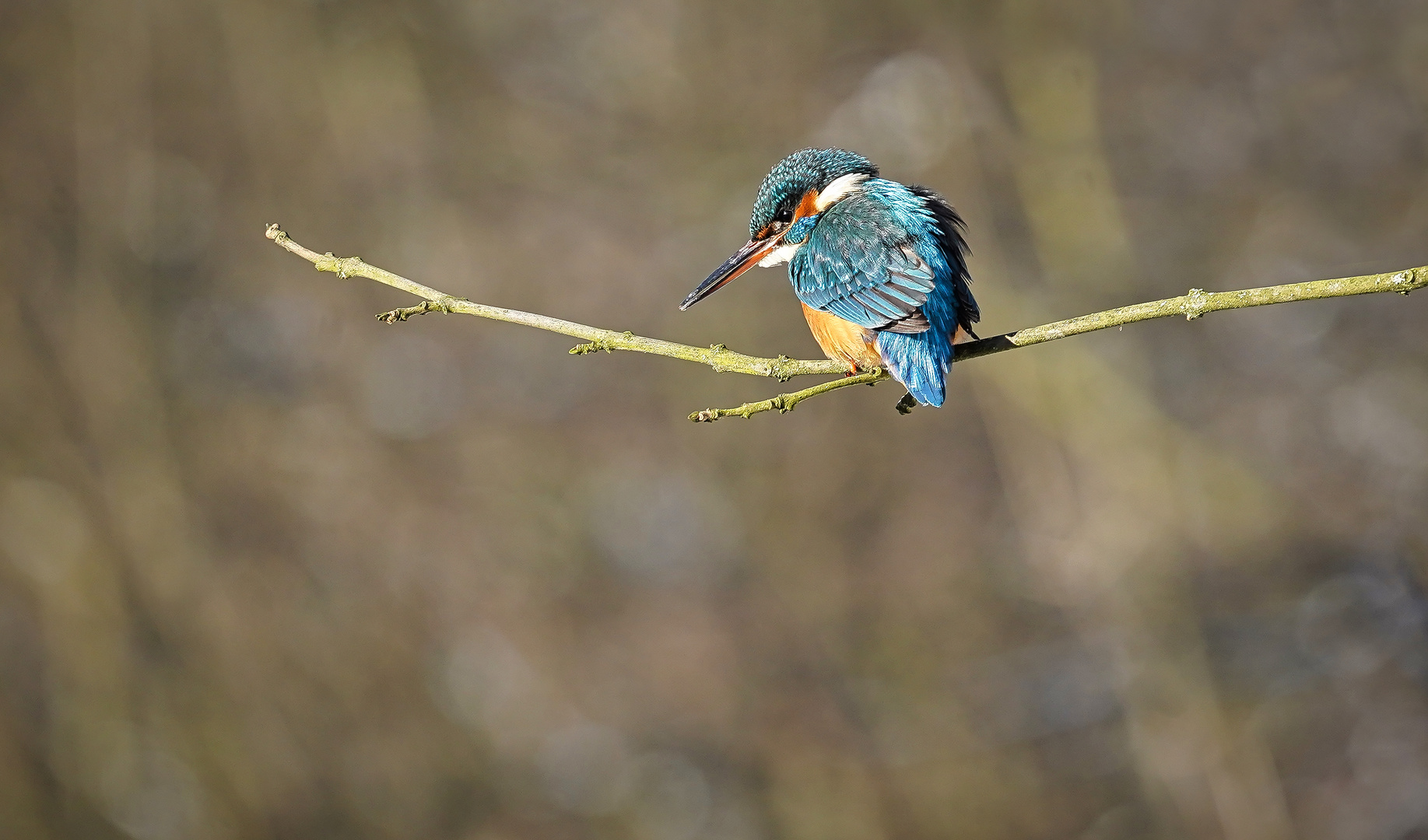 mein erster Eisvogel