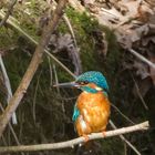 Mein erster Eisvogel (Alcedo Atthis)