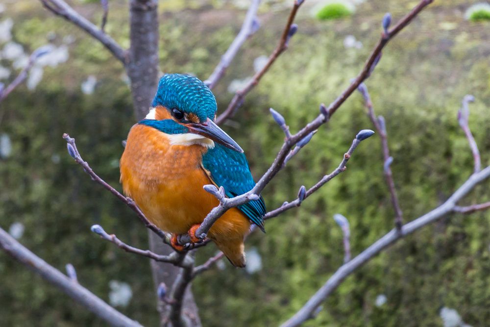 Mein erster Eisvogel