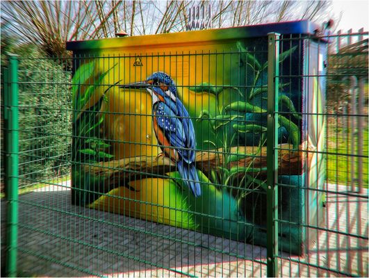 Mein erster Eisvogel...