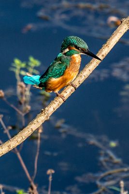 mein erster Eisvogel