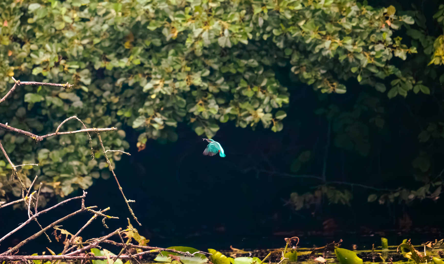 mein erster Eisvogel