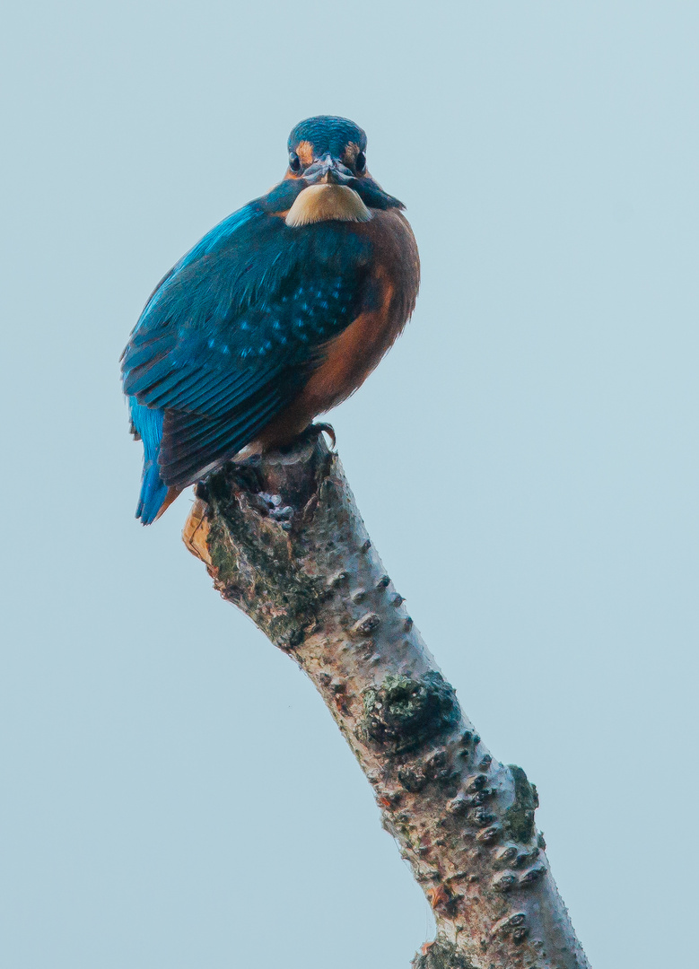 Mein erster Eisvogel