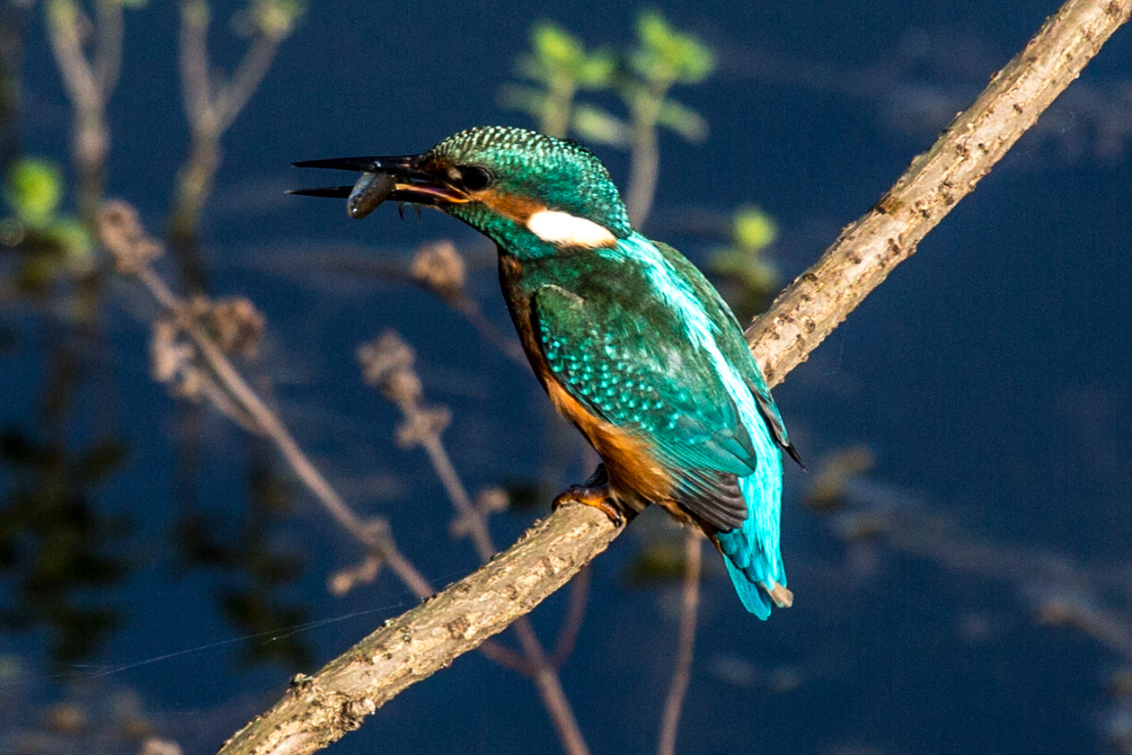 mein erster Eisvogel mit Fisch 2