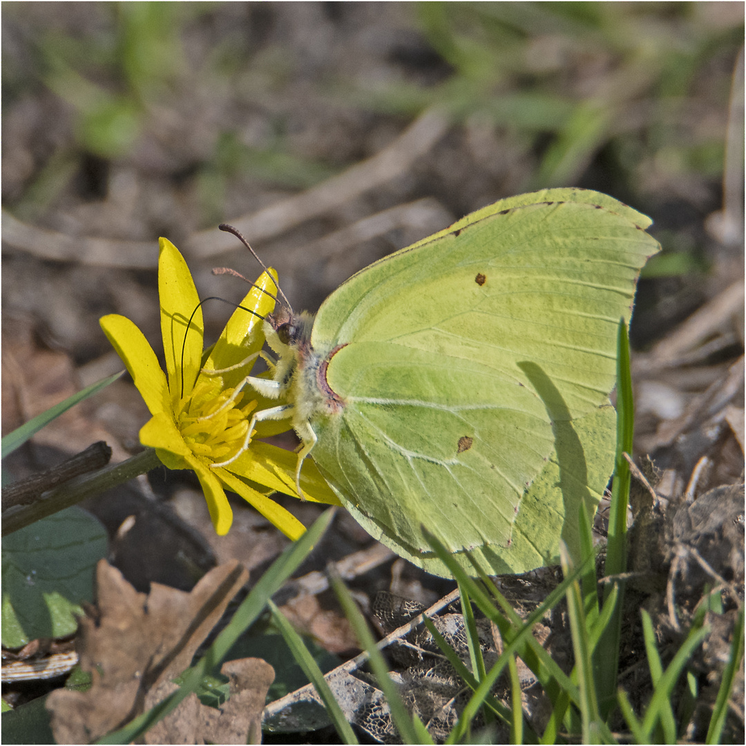 Mein erster Falter 2022 ist ein Zitronenfalter (Gonepteryx rhamni), . . .