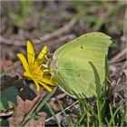 Mein erster Falter 2022 ist ein Zitronenfalter (Gonepteryx rhamni), . . .