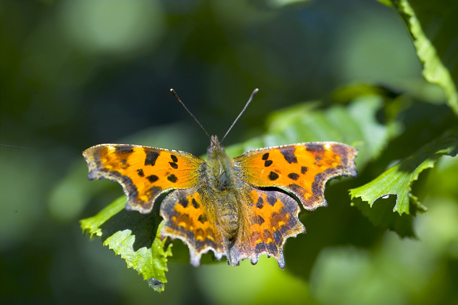 Mein erster farbenfroher Schmetterling...