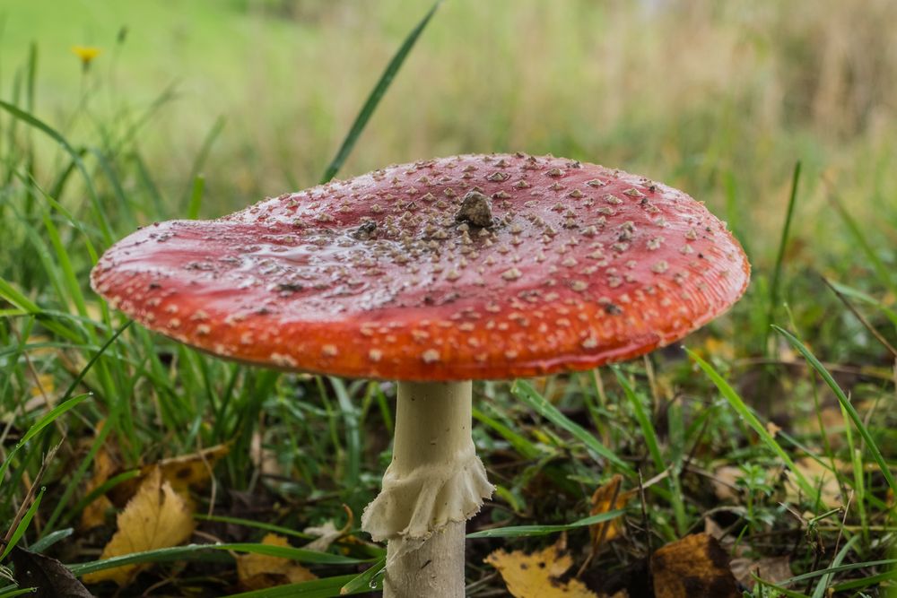 mein erster Fliegenpilz