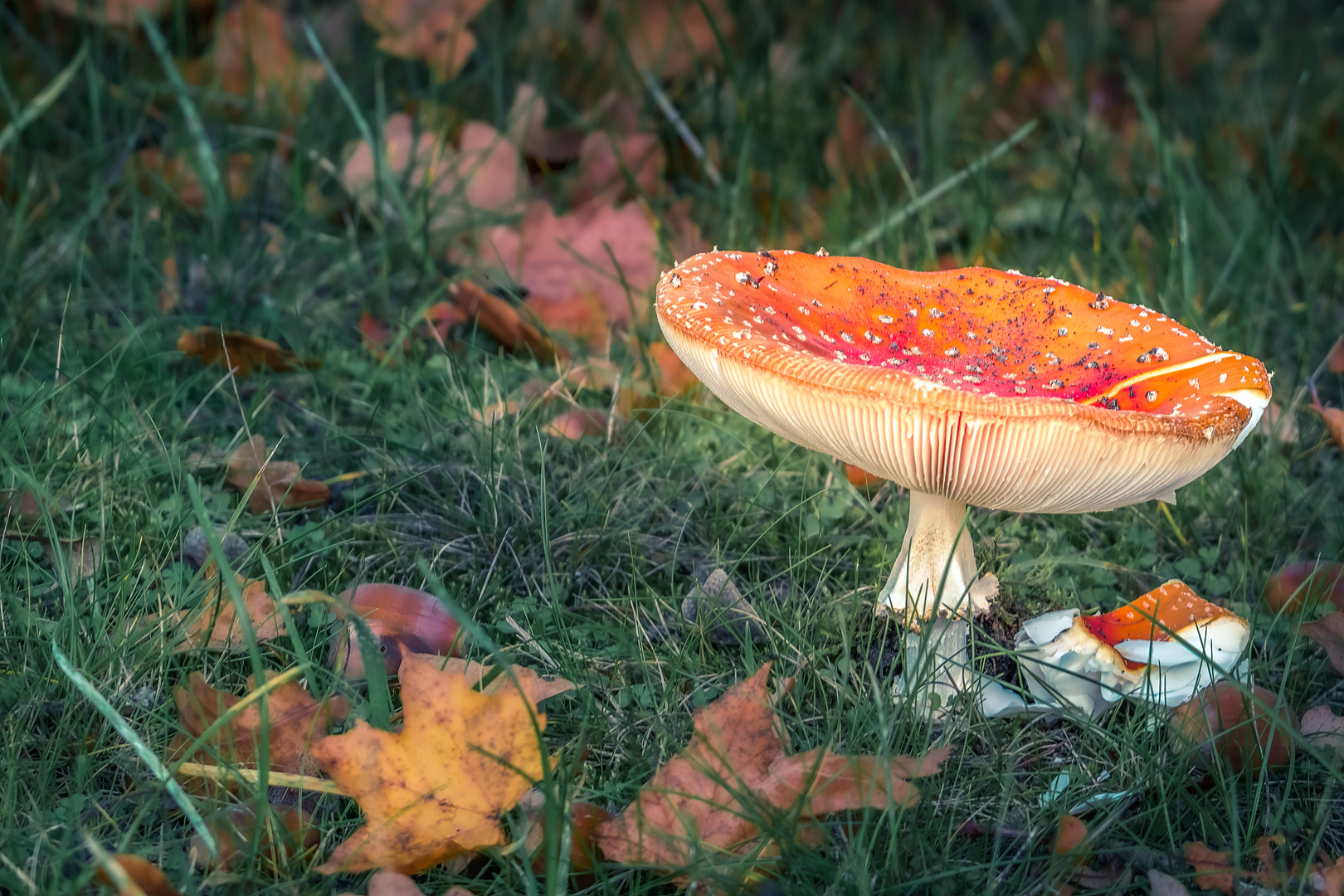 Mein erster Fliegenpilz