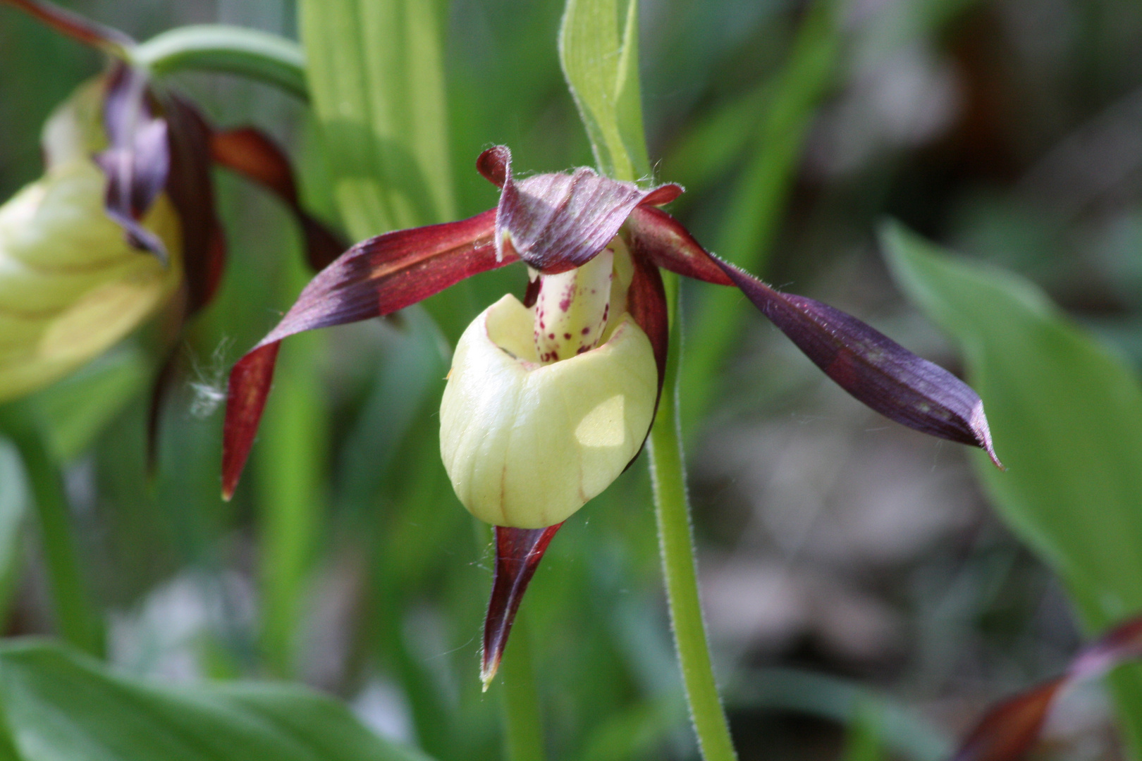 Mein erster Frauenschuh (Cypripedium calceolus)