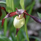 Mein erster Frauenschuh (Cypripedium calceolus)