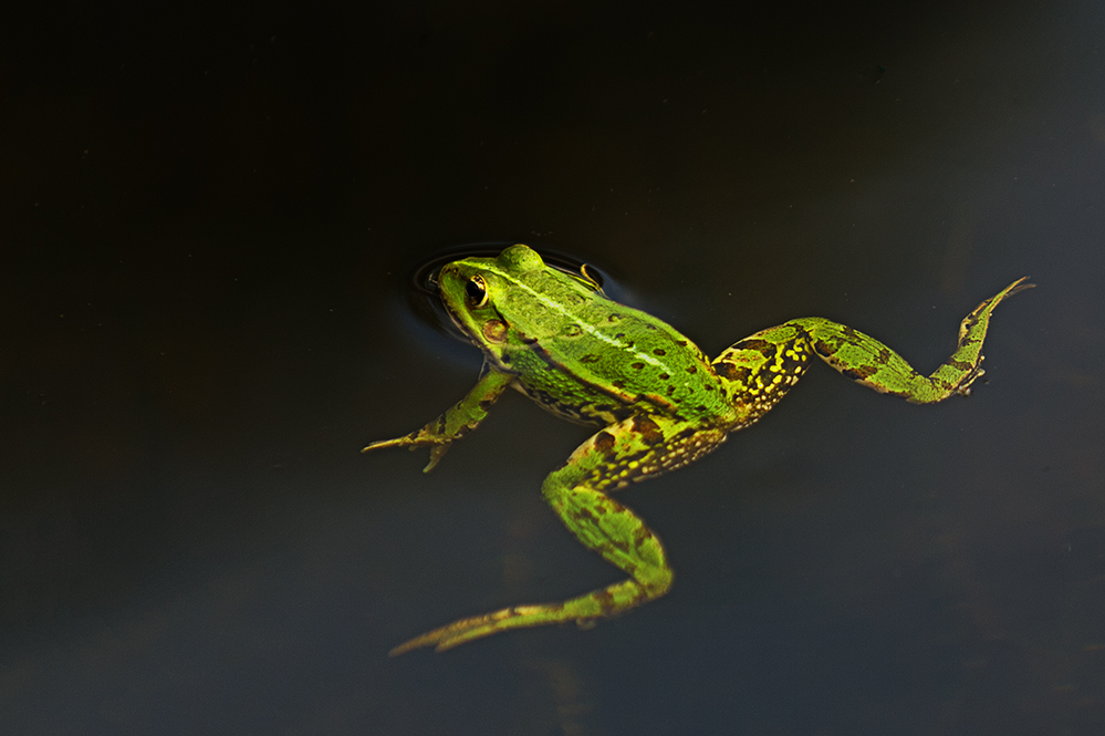 mein erster Frosch