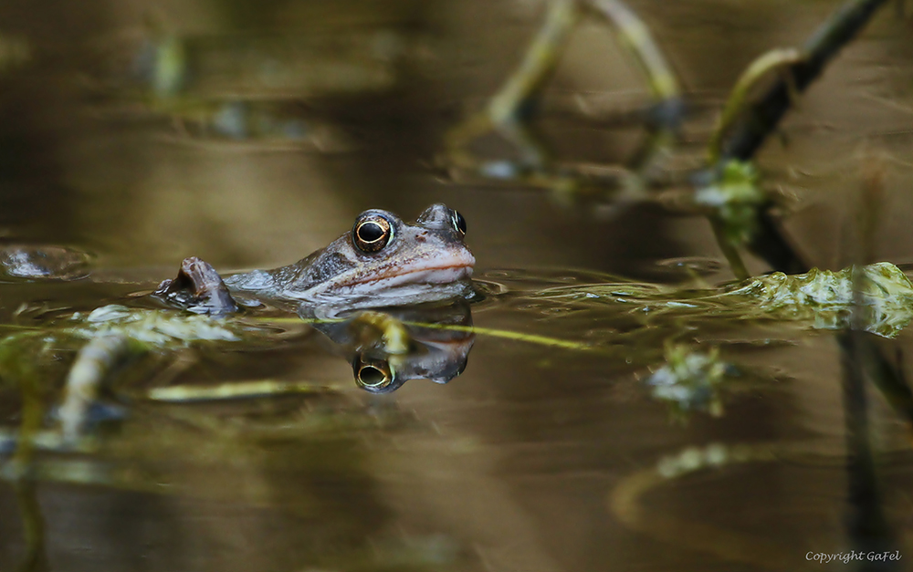 Mein erster Frosch