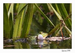 Mein erster Frosch :-)