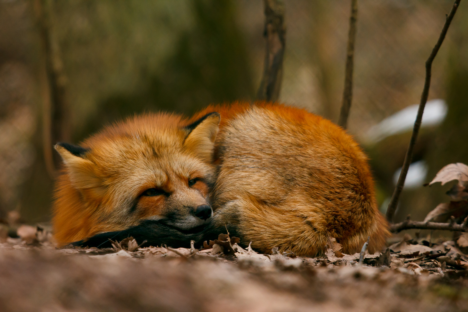 Mein erster Fuchs! (1)