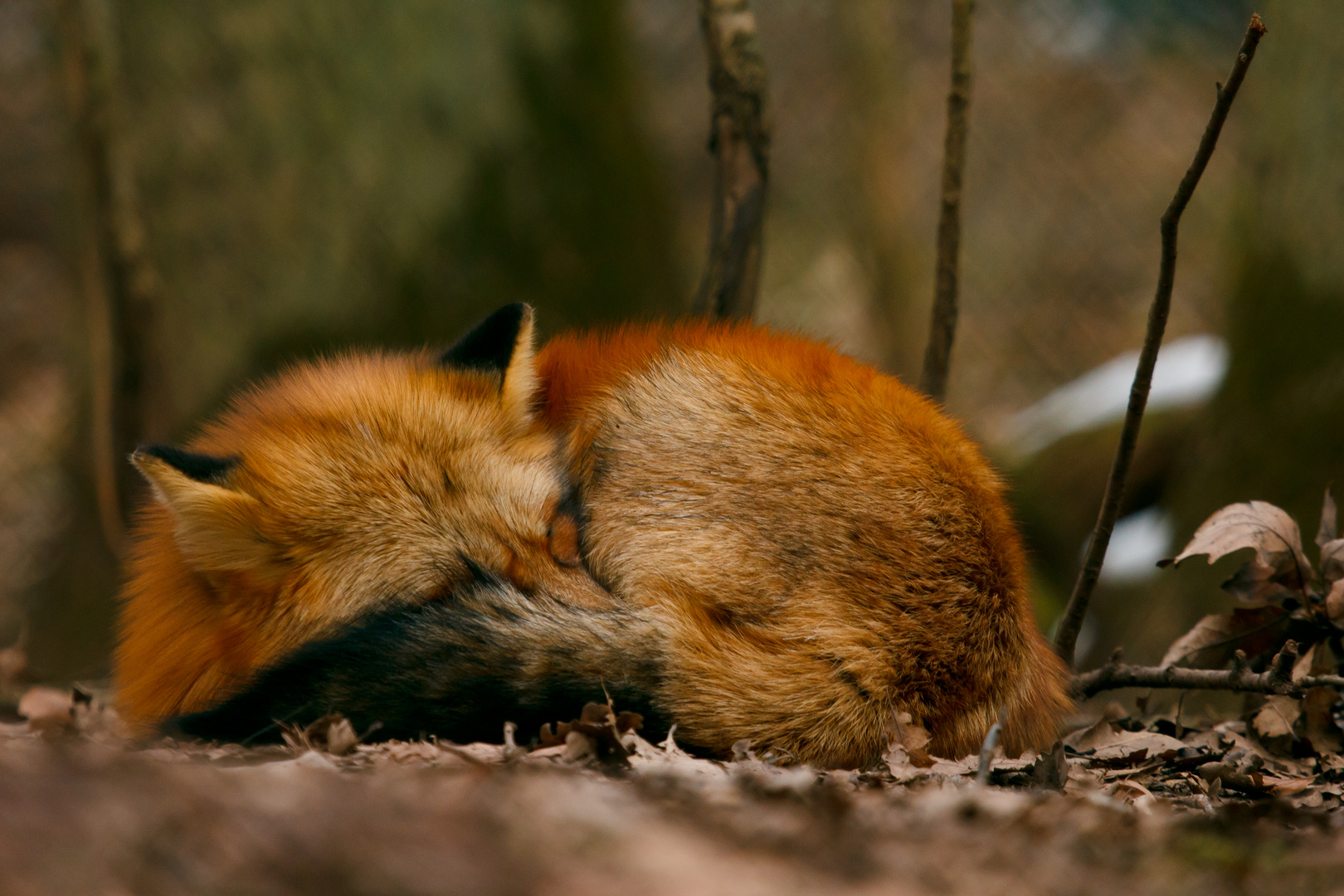 Mein erster Fuchs! (2)