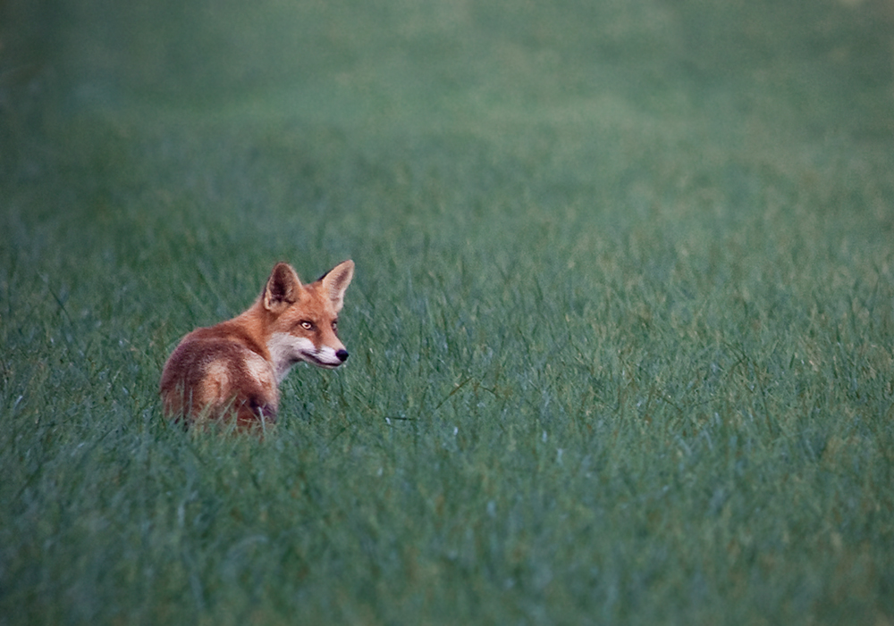 Mein erster Fuchs #2